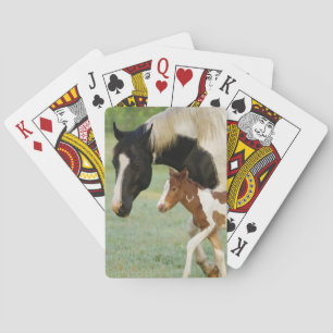 Baraja De Cartas EE. UU., Florida, Potranca Paint recién nacida