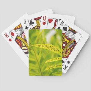 Baraja De Cartas EE. UU., Hawái, Isla Grande. Helecho verde tropica