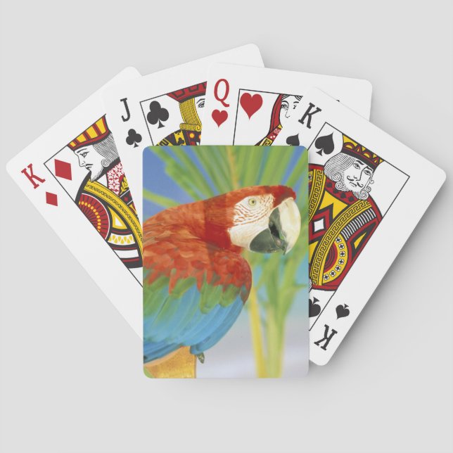 Baraja De Cartas EE. UU., Hawái. Loro (Reverso)