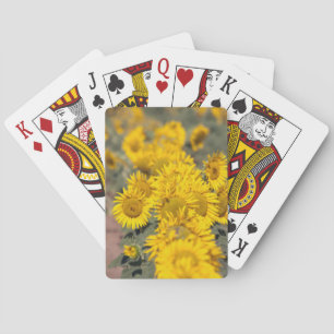 Baraja De Cartas EE.UU., Kansas. Girasoles (Helianthus Annuus)
