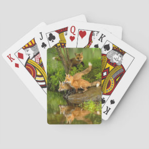 Baraja De Cartas EE. UU., Minnesota, Sandstone, Fauna de Minnesota
