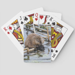 Baraja De Cartas EE. UU., Nebraska. Castor