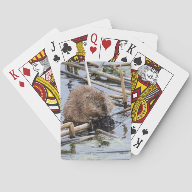 Baraja De Cartas EE. UU., Nebraska. Castor (Reverso)