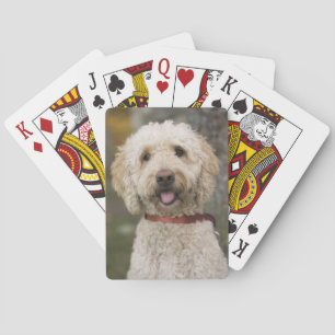 Baraja De Cartas EE.UU., Nueva Inglaterra, Massachusetts, Lectura,