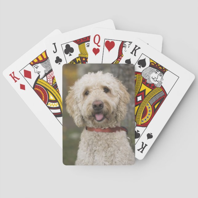 Baraja De Cartas EE.UU., Nueva Inglaterra, Massachusetts, Lectura, (Reverso)