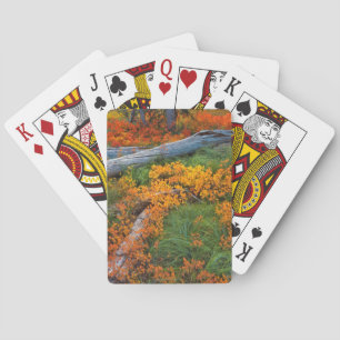 Baraja De Cartas EE.UU., Oregón, Bosque Nacional Willamette