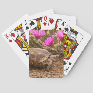 Baraja De Cartas EE. UU., Texas, condado de Hidalgo. Tortuga terres