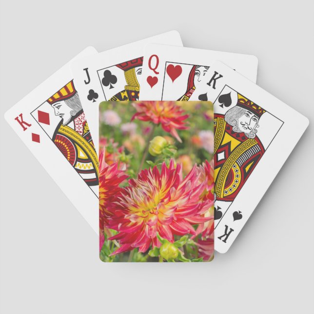 Baraja De Cartas EE. UU., Washington. Flores de dalia en jardín (Reverso)