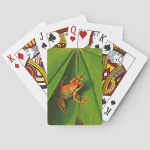 Baraja De Cartas EE.UU., Washington, Seattle, Discovery Park 2