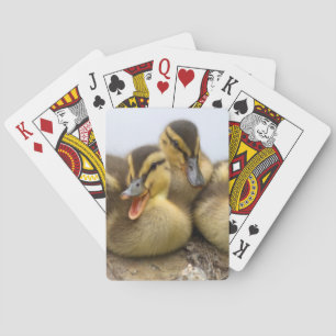 Baraja De Cartas EE.UU., Washington, Seattle, Lago Washington