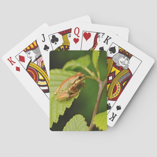 Baraja De Cartas EE.UU., Washington, Seattle, Parque Discovery (Reverso)