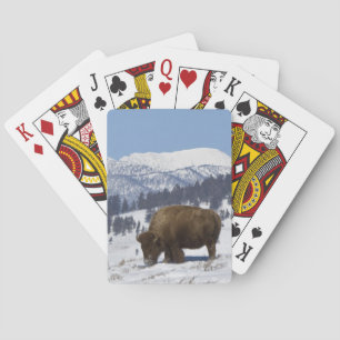 Baraja De Cartas EE. UU., WY, Parque Nacional Yellowstone, Bisonte