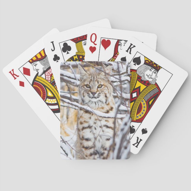 Baraja De Cartas EE.UU., Wyoming, Bobcat (Reverso)