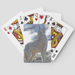 Baraja De Cartas EE. UU., Wyoming, Parque Nacional Yellowstone, Coy