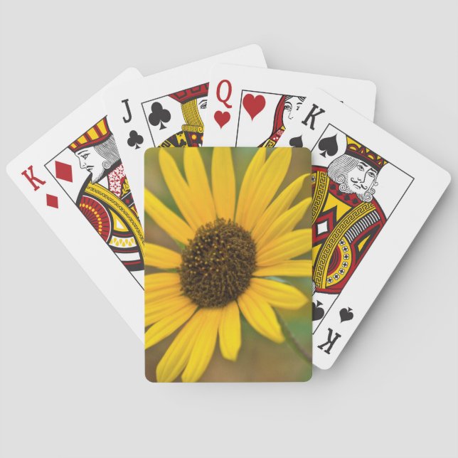 Baraja De Cartas EEUU, Kansas. Girasol salvaje (Reverso)