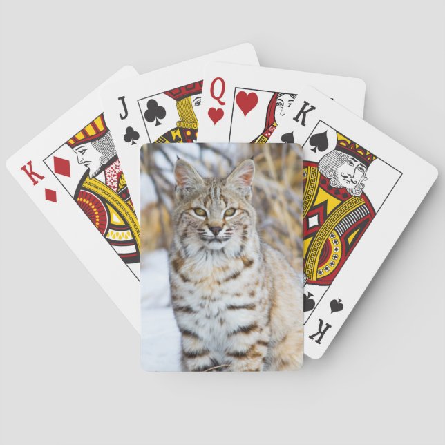 Baraja De Cartas EEUU, Wyoming, retrato de Bobcat (Reverso)