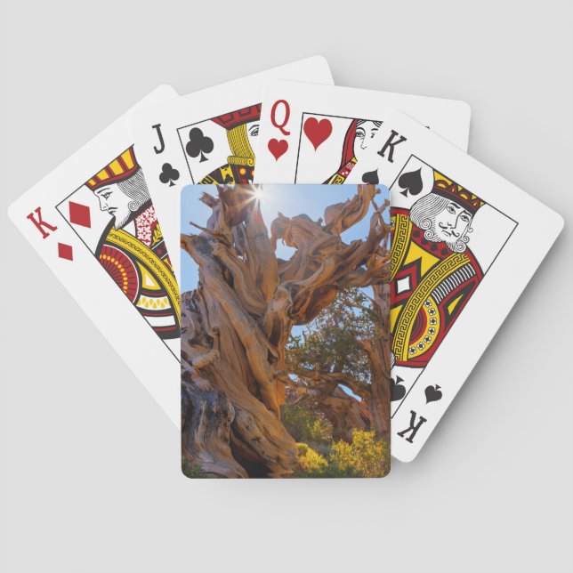Baraja De Cartas El árbol Sentinel (Reverso)