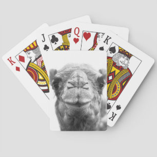 Baraja De Cartas El camello besa la foto del primer de la diversión