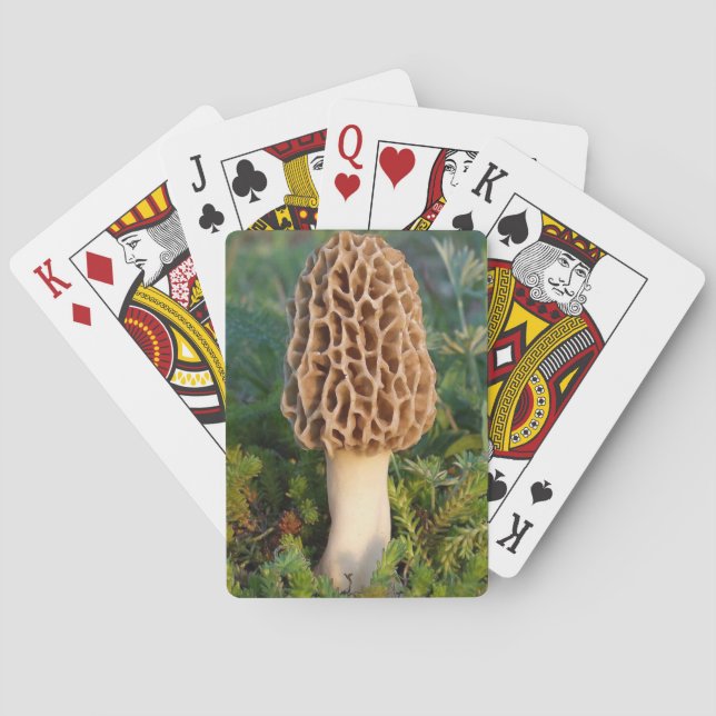 Baraja De Cartas El delicioso morel (Reverso)