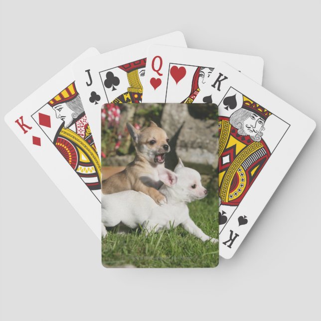 Baraja De Cartas El jugar del perrito de la chihuahua (Reverso)