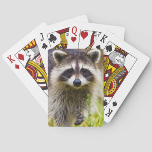 Baraja De Cartas El mapache, Procyon lotor