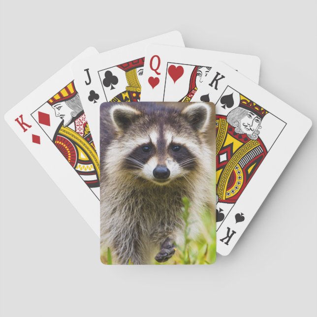 Baraja De Cartas El mapache, Procyon lotor (Reverso)