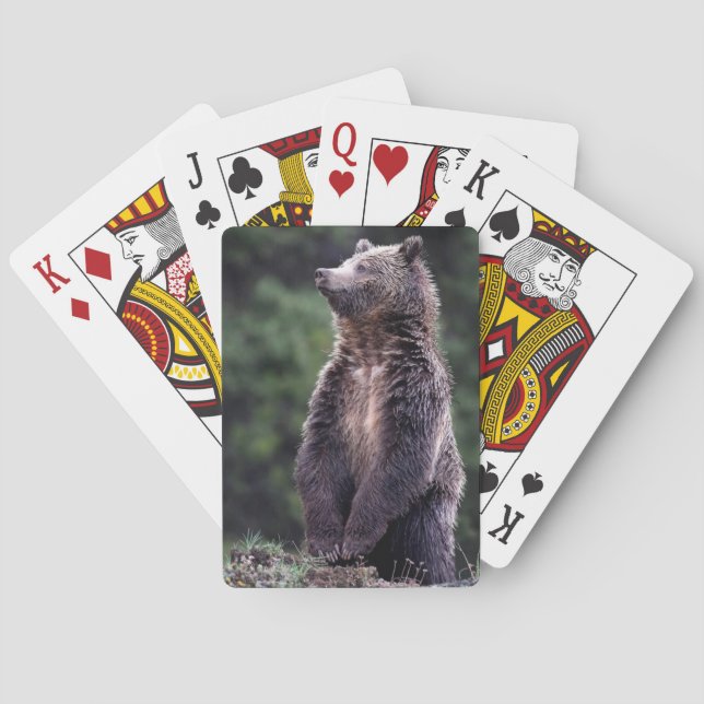 Baraja De Cartas El oso pardo (Reverso)
