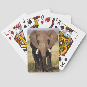 Baraja De Cartas Elefante africano de Bush