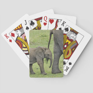 Baraja De Cartas Elefante africano hembra con cría