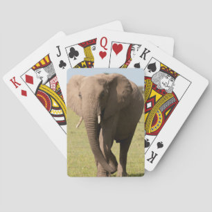 Baraja De Cartas Elefante Africano (Loxodonta Africana), Masai