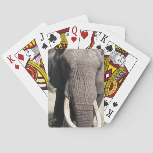 Baraja De Cartas Elefante (Loxodonta africana), Abu Camp 3