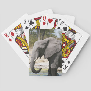 Baraja De Cartas Elefante (Loxodonta africana), canal de Savute