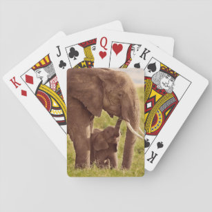 Baraja De Cartas Elefante y bebé de las imágenes el   de Getty