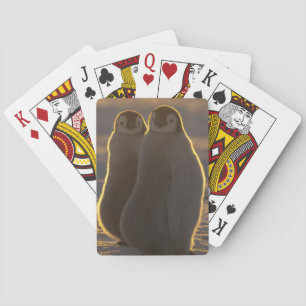 Baraja De Cartas Emperador Pingüino