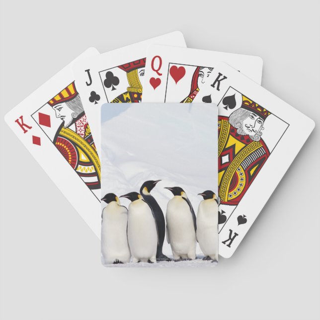 Baraja De Cartas Emperador Pingüino (Reverso)