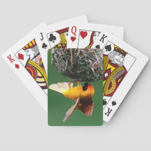 Baraja De Cartas Enmascarar-Tejedor africano (Ploceus Velatus)