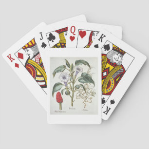 Baraja De Cartas Espina Apple, del "Hortus Eystettensis" por Bas