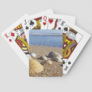 Baraja De Cartas Estados Unidos, Florida, conchas costeras