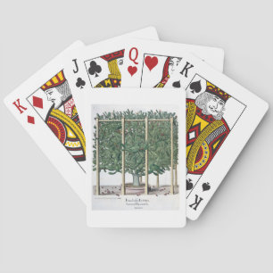 Baraja De Cartas Eystettensis indica del Ficus, del 'Hortus Eystet