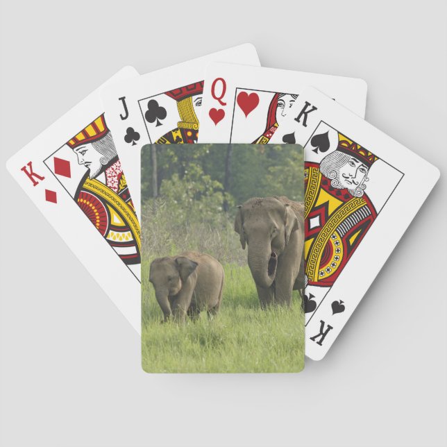 Baraja De Cartas Familia de elefantes indios (Reverso)