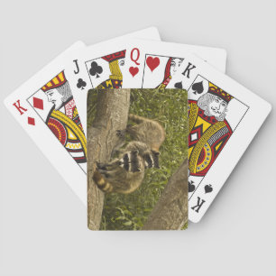 Baraja De Cartas Familia Raccoon