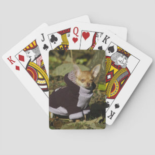 Baraja De Cartas Fancy Chihuahua