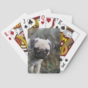 Baraja De Cartas Fawn Pug Puppy Headshot