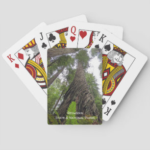 Baraja De Cartas Fern alcanzando el cielo a lo largo de la corteza 