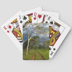 Baraja De Cartas Fever Tree (Acacia Xanthophloea) Por Dirt Track