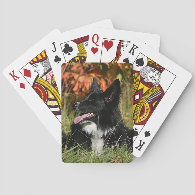 Baraja De Cartas Fijación del jadeo del border collie (Reverso)