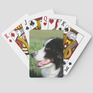 Baraja De Cartas Fijación del perrito del border collie