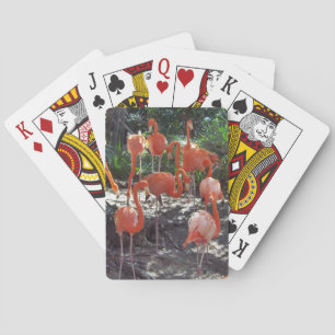 Baraja De Cartas Flamencos rosados