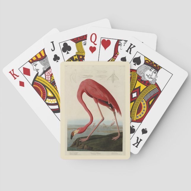 Baraja De Cartas Flamingo americano de los pájaros de los Estados U (Reverso)