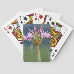 Baraja De Cartas Flor de Candelabro (Brunsvigia Radulosa), Umgeni